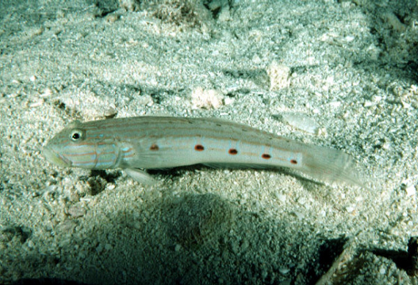 Valenciennea longipinnis - Langflossen-Schläfergrundel Paar