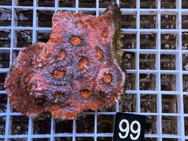 Echinophyllia spec. - Chalice ultra (99)