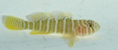 Priolepis semidoliata - Halbgebänderte Höhlengrundel