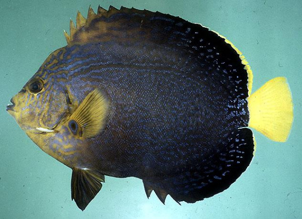 Chaetodontoplus chrysocephalus - Goldkopfkaiserfisch