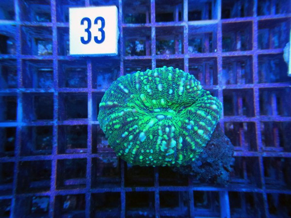 Lobophyllia spec. (33)
