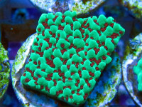 Montipora spec. - Montipora The Grinch Frag Montipora spec. - Montipora The Grinch Frag