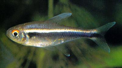Hyphessobrycon herbertaxelrodi - Schwarzer Neon