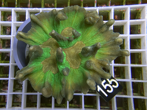 Pectinia spp. - Pectinia (155)