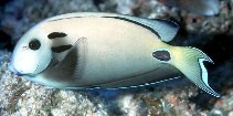 Acanthurus tennenti - Blauring-Doktorfisch