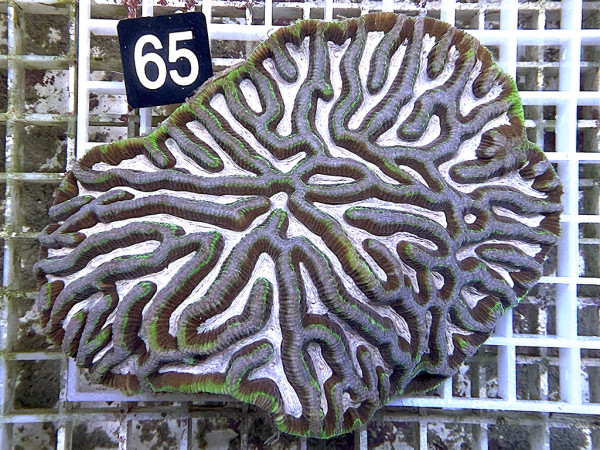 Platygyra spec. (65)