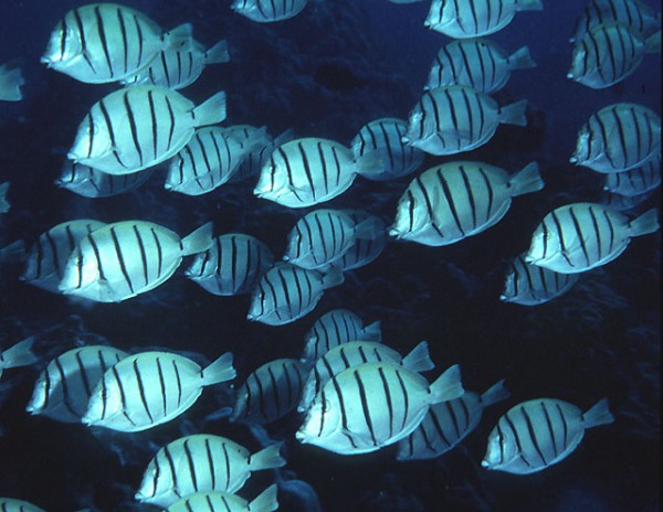 Acanthurus triostegus - Sträflings-Doktorfisch
