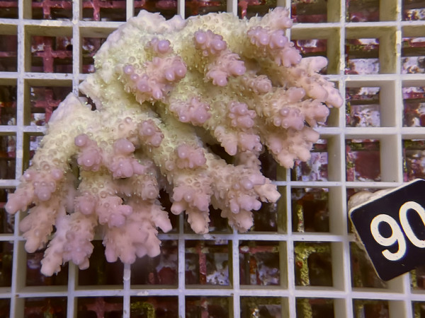 Acropora sp. ultra (90)