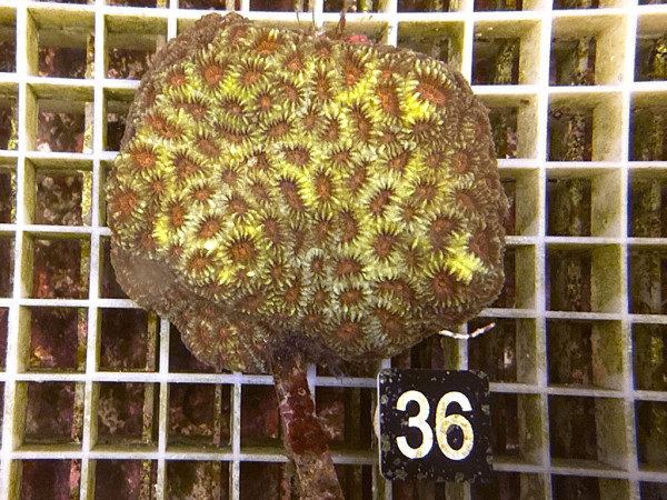 Favia spec.- ultra (36)