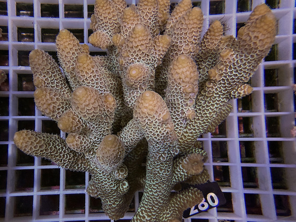 Acropora spathulata (280)