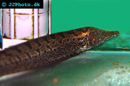 Rhamphichthys rostratus - Langschnabel-Messerfisch