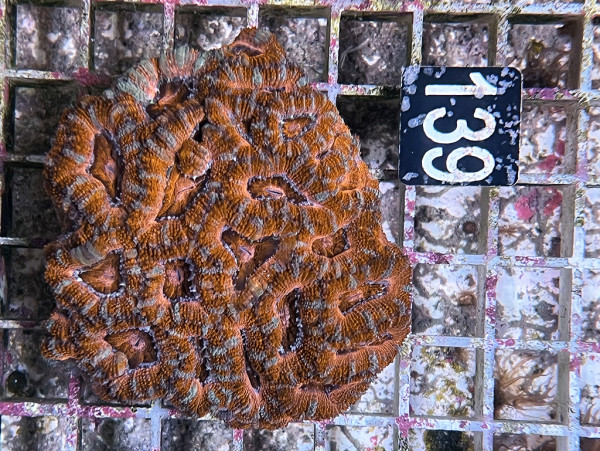 Acanthastrea spec. ultra (139)