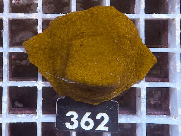 Psammocora sp. - oange (362)