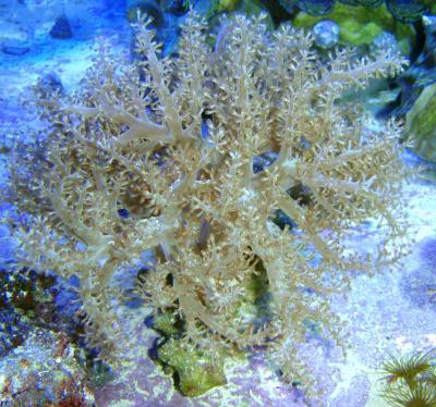 Capnella imbricata - Keniabäumchen