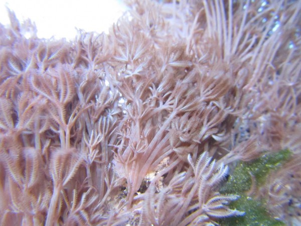 Anthelia spec. - Anthelia