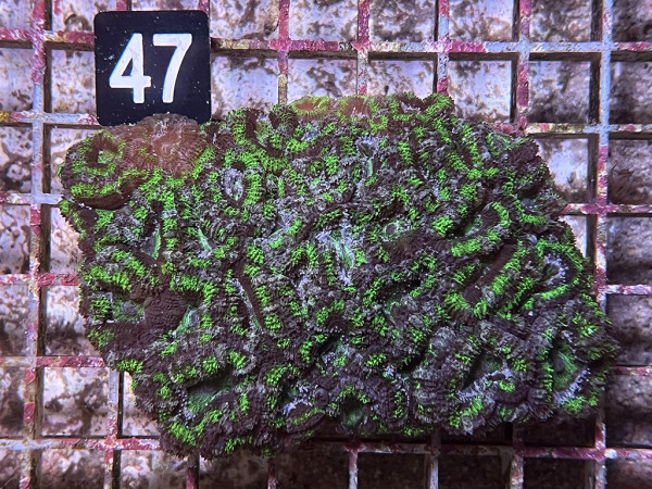 Acanthastrea spec. ultra (47)