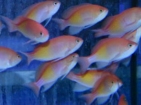 Pseudanthias kashiwae - Tricolor Fahnenbarsch Pseudanthias kashiwae - Tricolor Fahnenbarsch