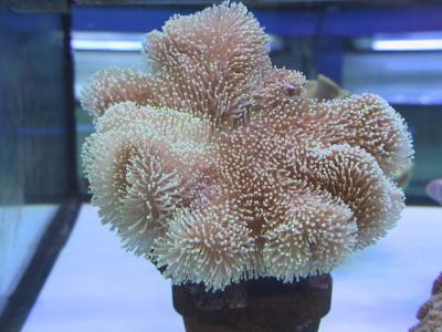 Sarcophyton ehrenbergi - Lederkoralle