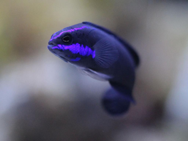 Pseudochromis springeri - Springers Zwergbarsch Wildfang