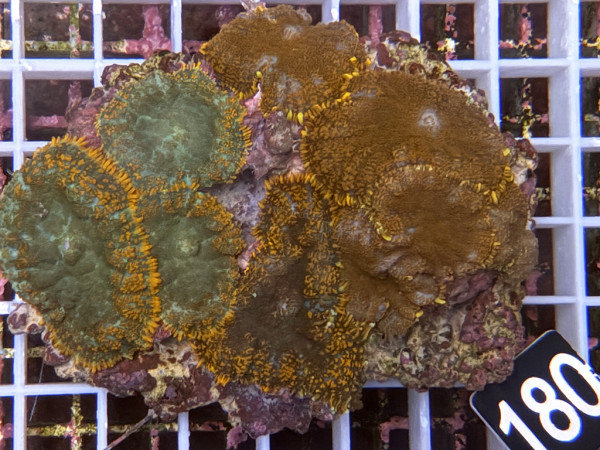 Rhodactis cf. inchoata - Fussel-Scheibenanemonen (180)