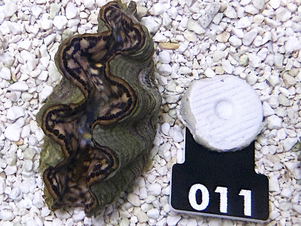 Tridacna maxima 5-6 cm (011)
