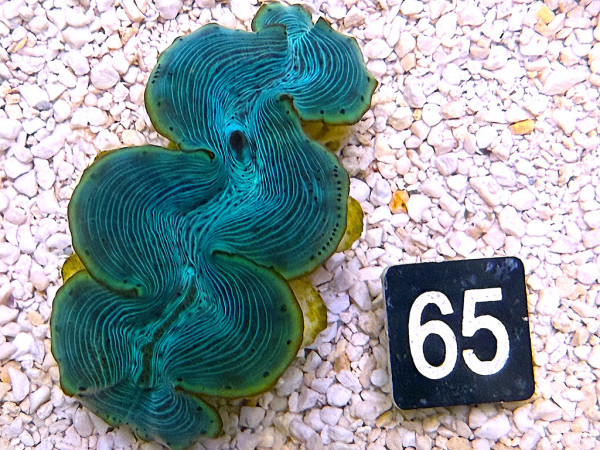 Tridacna maxima 5-6 cm (65)