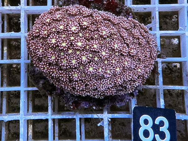 Goniopora spec. - pink yellow mouth (83)