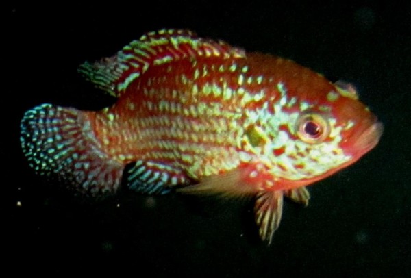 Hemichromis lifalili - Roter Blaupunkt Buntbarsch med - lg