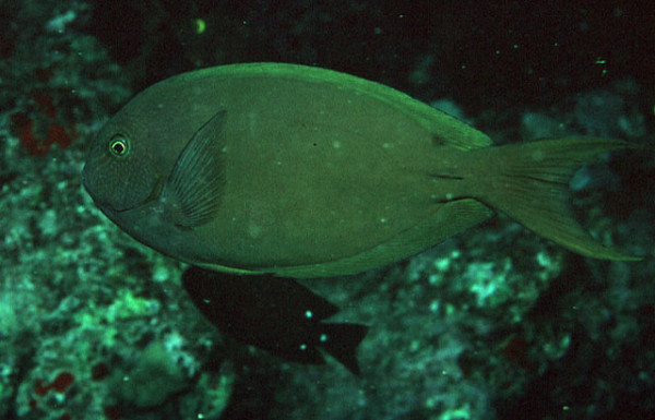 Acanthurus thompsoni - Weißschwanz-Doktorfisch