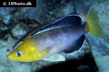 Cyprichromis leptosoma - Jumbo Yello Head, gefärbt