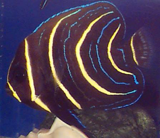 Pomacanthus zonipectus - Cortez-Kaiserfisch subadult