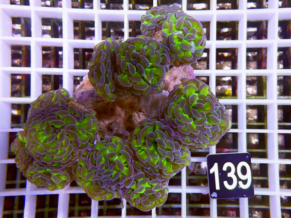 Euphyllia paraancora bicolor (139)