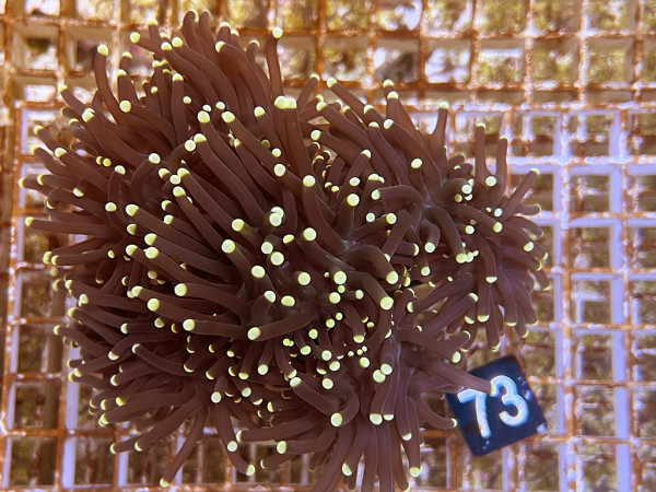 Euphyllia glabrescens black torch yellow tip (73)