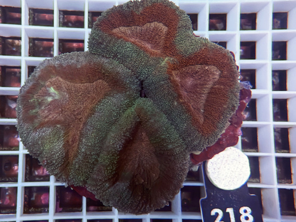 Lobophyllia spec. - Hirnkoralle ultra (218)