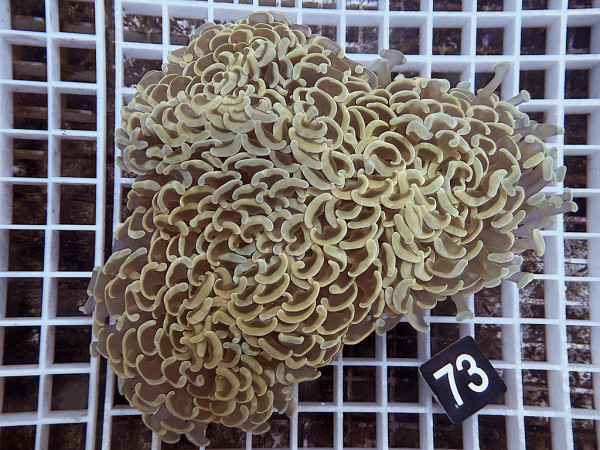 Euphyllia ancora orange (73)