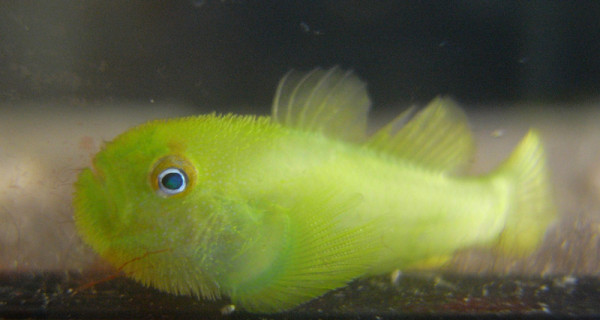 Paragobiodon xanthosomus - Graßgrüne Korallengrundel, Selten!