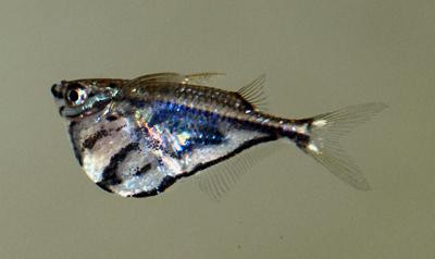 Carnegiella strigata - Gabel-Beilbauchfisch