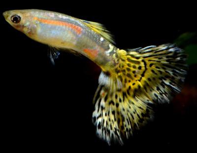 Poecilia reticulata - Kobra Grün Guppy Weibchen