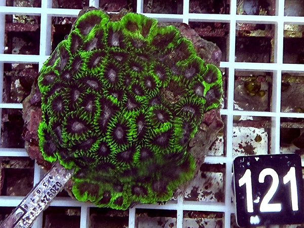 Favia spec. space monkey (121)