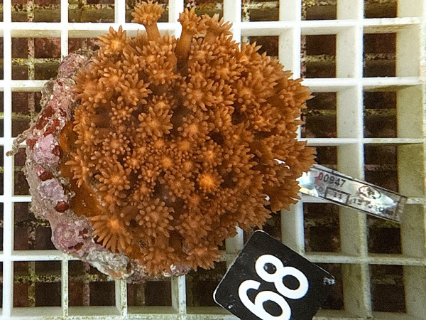 Goniopora sp. rot (68)
