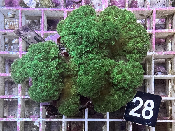 Pocillopora verrucosa - Buschkoralle grün (28)
