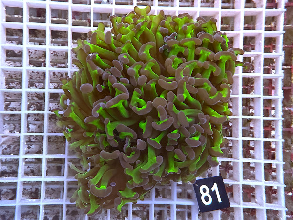 Euphyllia ancora - bicolor (81)
