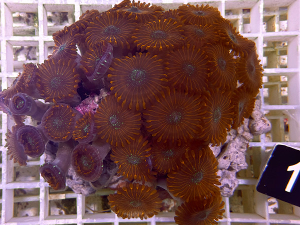 Zoanthus spec. Krustenanemonen (1)