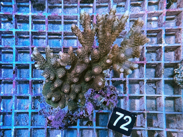 Acropora spec. (72)
