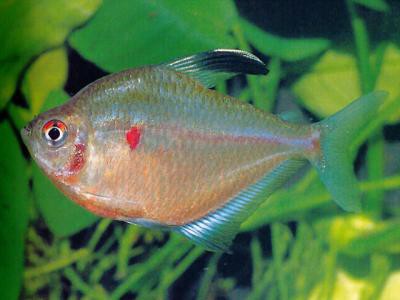 Hyphessobrycon socolofi - Socolofs Kirschflecksalmler WF