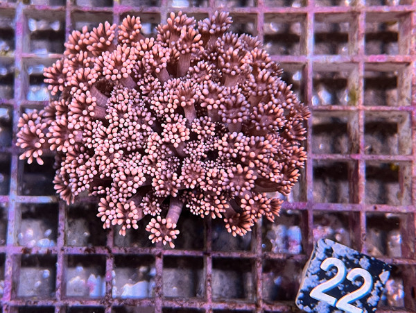 Goniopora spec. rose (22)