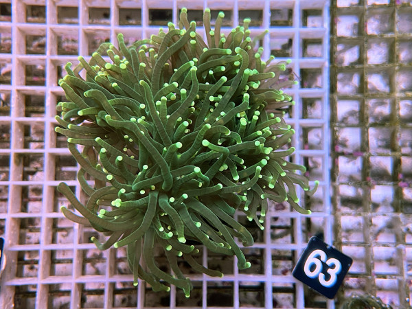 Euphyllia glabrescens green (63)