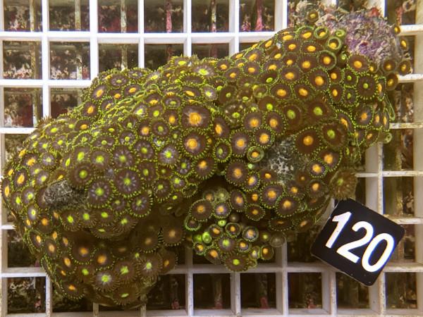 Zoanthus spec. Krustenanemonen (120)