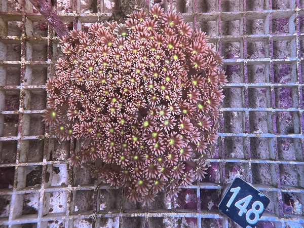 Goniopora spec. rose yellow mouth (148)