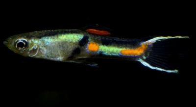 Poecilia reticulata - Endler Neon Color, nur paarweise